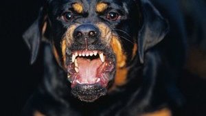 Київрада проголосувала за створення кладовища для тварин