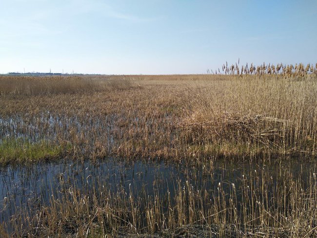 Цензор.НЕТ Изображение