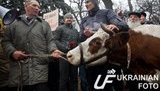 У Рады усилили охрану: Митингующие спасают корову от Беркута. ФОТОрепортаж