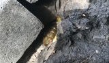 На Подолі в Києві виявили гранату: рух перекрито, утворилися затори. ФОТО