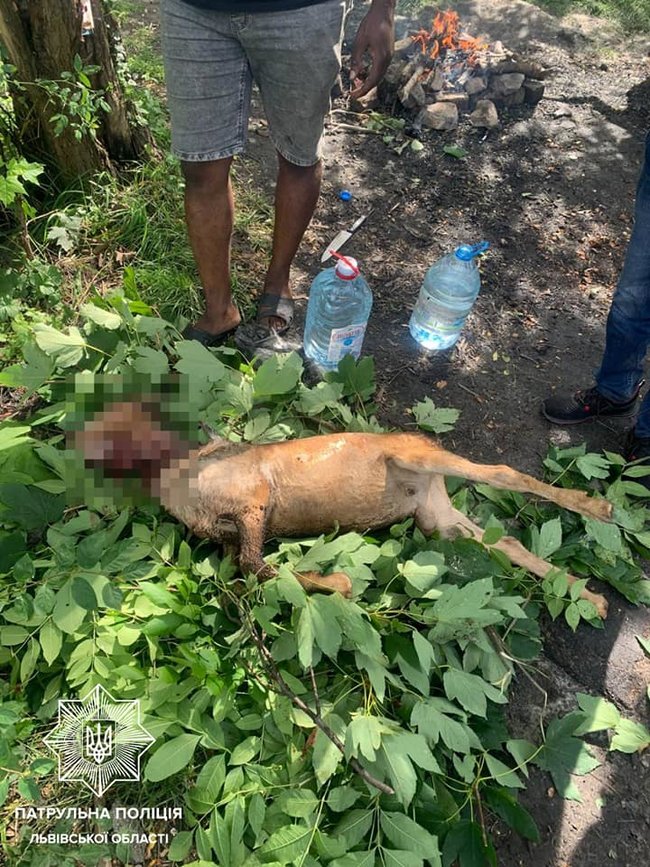 Іноземці зарізали і засмажили козу у львівському парку 01