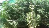 конопля