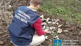 чугуїв,харківщина
