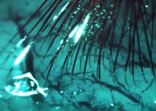 Цензор.НЕТ Изображение