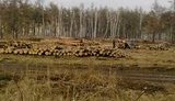 На Троещине уничтожают лес. ФОТОрепортаж