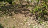 Невідомі кинули у двір приватного будинку на Харківщині бойову гранату, - Нацполіція. ФОТО