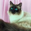 кошечка Murka #394592