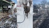 армія рф отримує коней та віслюків