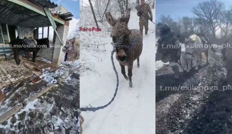 Russian Ministry of Defence sending donkeys and horses to troops en masse: "Why are you taking them there? It’s ridiculous!". VIDEO