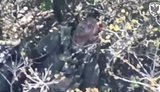 Поранений рашист вкоротив собі віку пострілом в голову
