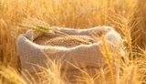 Експорт агропродукції з України у серпні впав на майже 60%