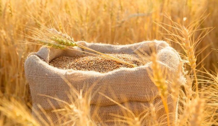Експорт агропродукції з України у серпні впав на майже 60%