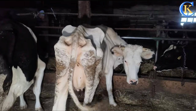 знущання з тварин