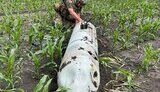 Крилата ракета впала у полі на Сумщині