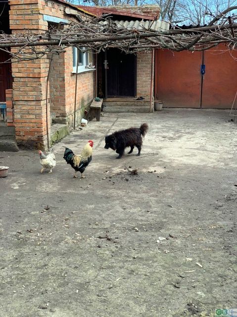 Нехай приїде, я йому продам цього собаку, - пенсіонерка відповіла Брагару (оновлено) 02