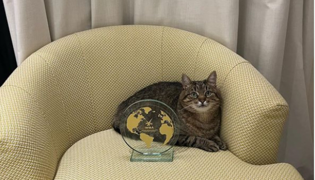 Stepan cat received an award for bloggers in Cannes 03
