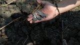 Жительница Золотого-4 ранена в результате вчерашнего вечернего обстрела со стороны наемников РФ, - Гайдай