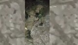 окупант