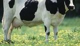 Ливия разрешила поставки крупного рогатого скота из Украины