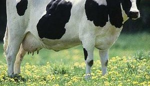 Ливия разрешила поставки крупного рогатого скота из Украины