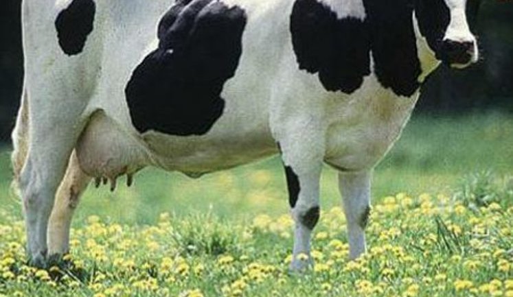 Ливия разрешила поставки крупного рогатого скота из Украины