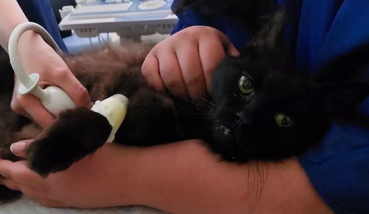 Провел 11 дней под завалами: во Львове спасли кота во время разбора завалов. ВИДЕО