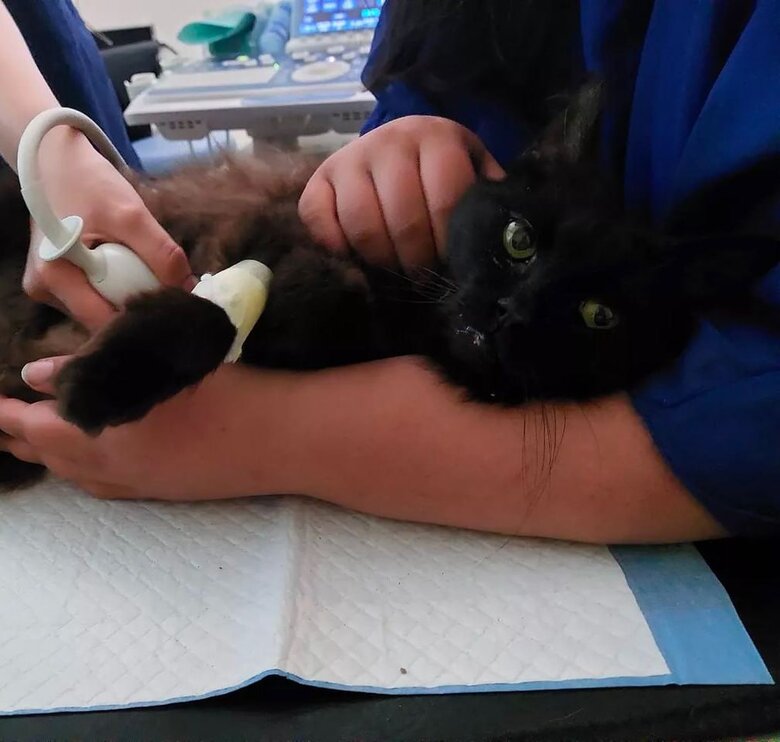 Провів 11 днів під завалами: у Львові врятували кота під час розбору завалів 01