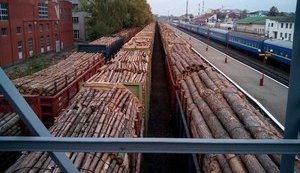 Що відомо про контрабанду лісу з України під виглядом дров