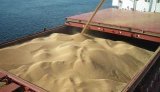 Ставки фрахту на перевезення українського зерна баржами продовжують зростати. ІНФОГРАФІКА