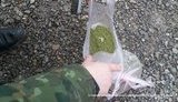 марихуана