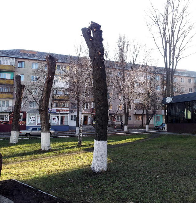 дерево дерева