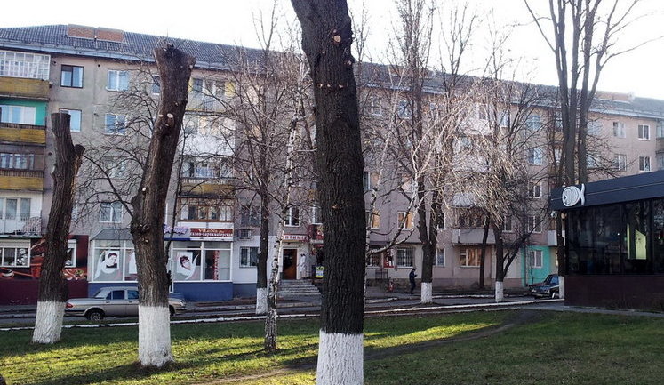 Жахи на вулиці в’язів: чому дерева обрізають під стовп?