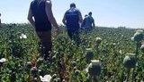 На Полтавщине выявлены 240 га посевов наркосодержащего мака, из которого можно изготовить наркотиков на 7 млрд грн, - Нацполиция. ВИДЕО+ФОТОрепортаж