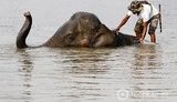 В Таиланде сильнейший потоп: жители спасают слонов. ФОТОрепортаж