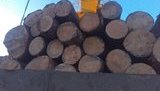 Прокуратура обыскивает 6 лесхозов по подозрению в незаконной вырубке леса