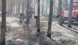 пожар,лес