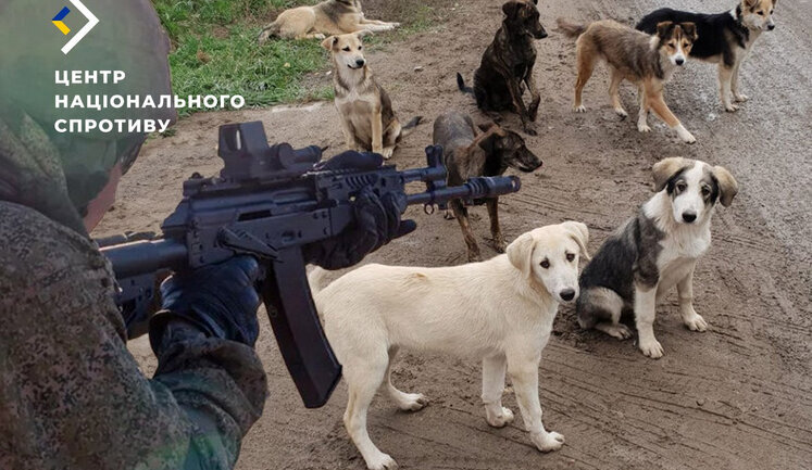 Росіяни розстрілюють безпритульних тварин у Маріуполі, - ЦНС