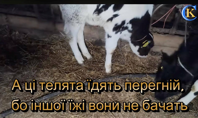 знущання з тварин