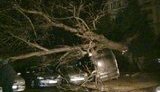 Огромное дерево привалило пять автомобилей в Ивано-Франковске. ФОТО