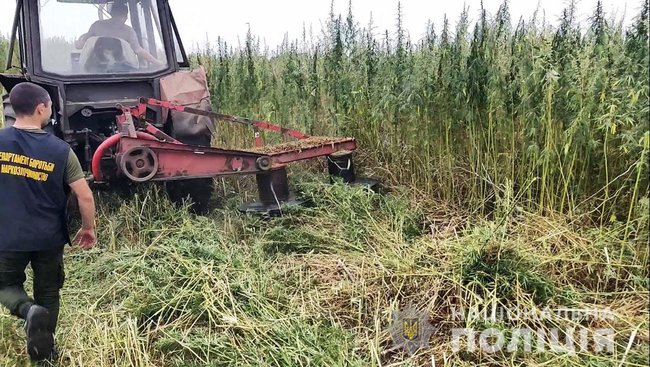 Полицейские уничтожили 10 млн кустов конопли на Донетчине 03