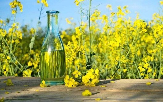 Удар по польському ринку: Україна починає експортувати не ріпак, а олію