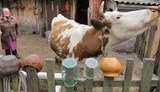 Депутаты решили вступиться за производителей молока и мяса