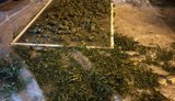 Изъяли конопли на сумму почти 2 млн гривен