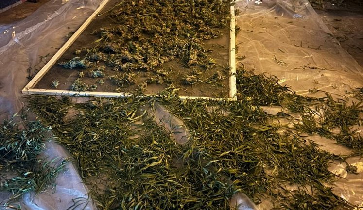 Вилучили конопель на 2 мільйони гривень: правоохоронці затримали наркозбувача на Дніпропетровщині. ФОТОрепортаж