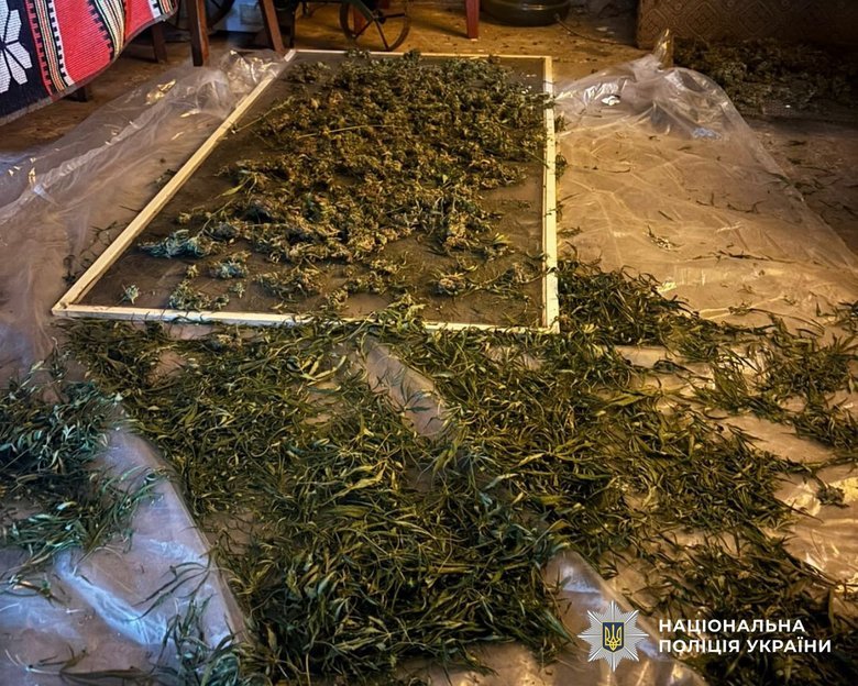 Вилучили конопель на майже 2 млн гривень