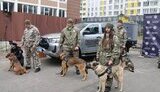 собаки
