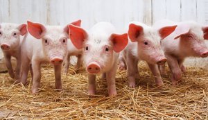 Ціни на свиней в Україні різко впали через загрозу поширення АЧС