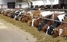 Зеленський доручив розробити програму компенсації будівництва молочних ферм