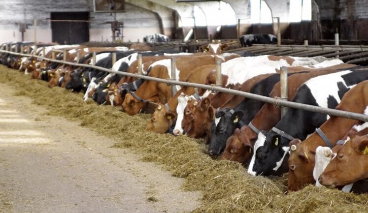 Коровы в Украине могут попасть в Красную книгу уже через 12 лет, - Укрлендфарминг