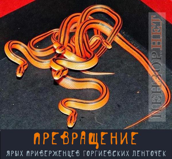 Превращение